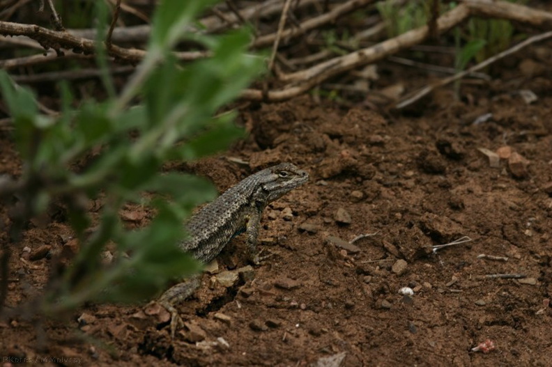 common-lizard-Mugu-2-2006-05-14.jpg