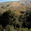 landscape hillside mimulus-2003-05-27