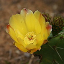 opuntia-littoralis-yellow-fl-Mugu-2-2006-05-14