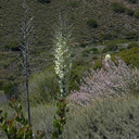 yucca1-2005-05-30