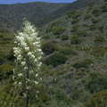 yucca infl1 mtns-2005-05-30