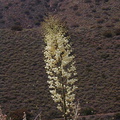yucca infl chaparral-2003-05-16