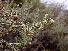 Artemisia californica coastal sagebrush fls-2003-06-10