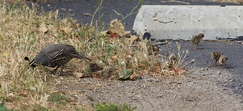 Callipepla-californica-California-quail-with-chicks-Sycamore-Cove-Pt-Mugu-2012-06-04-IMG 5166