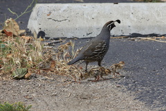 Callipepla-californica-California-quail-with-chicks-Sycamore-Cove-Pt-Mugu-2012-06-04-IMG 5168