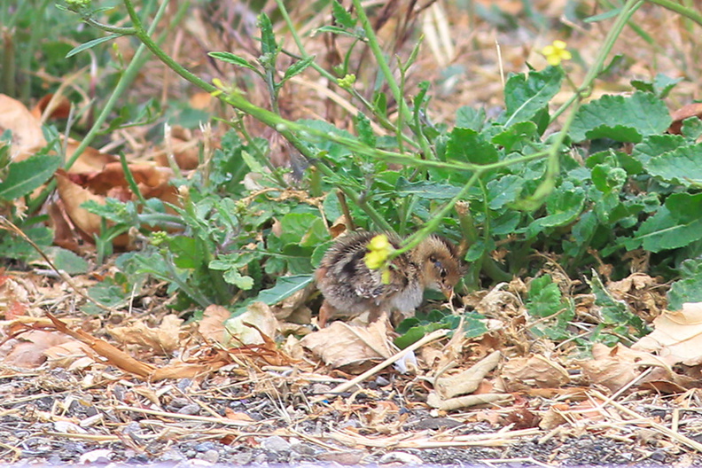 Callipepla-californica-California-quail-with-chicks-Sycamore-Cove-Pt-Mugu-2012-06-04-IMG 5218
