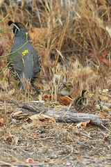 Callipepla-californica-California-quail-with-chicks-Sycamore-Cove-Pt-Mugu-2012-06-04-IMG 5225