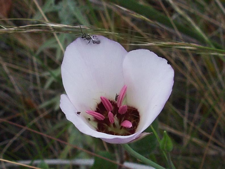 Calochortus-catalinae-Catalina-mariposa-lily-Serrano-Canyon-Pt-Mugu-2012-06-04-IMG_1952.jpg