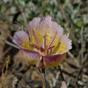Calochortus-plummerae-pink-mariposa-lily-Chumash-2014-06-02-IMG 3885