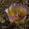 Calochortus-plummerae-pink-mariposa-lily-Chumash-2014-06-16-IMG_4023.jpg
