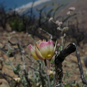 Calochortus-plummerae-pink-mariposa-lily-Chumash-2014-06-16-IMG 4082