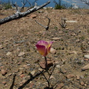 Calochortus-plummerae-pink-mariposa-lily-Chumash-2014-06-16-IMG 4090