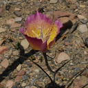 Calochortus-plummerae-pink-mariposa-lily-Chumash-2014-06-16-IMG 4092