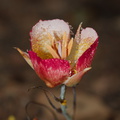 Calochortus-plummerae-pink-mariposa-lily-Chumash-2015-06-15-IMG 0970