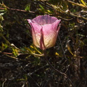Calochortus-plummerae-pink-mariposa-lily-Pt-Mugu-2010-06-16-IMG 6119