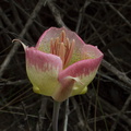 Calochortus-plummerae-pink-mariposa-lily-Pt-Mugu-2010-06-29-IMG_6203.jpg