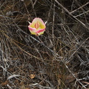 Calochortus-plummerae-pink-mariposa-lily-Pt-Mugu-2010-06-29-IMG 6205