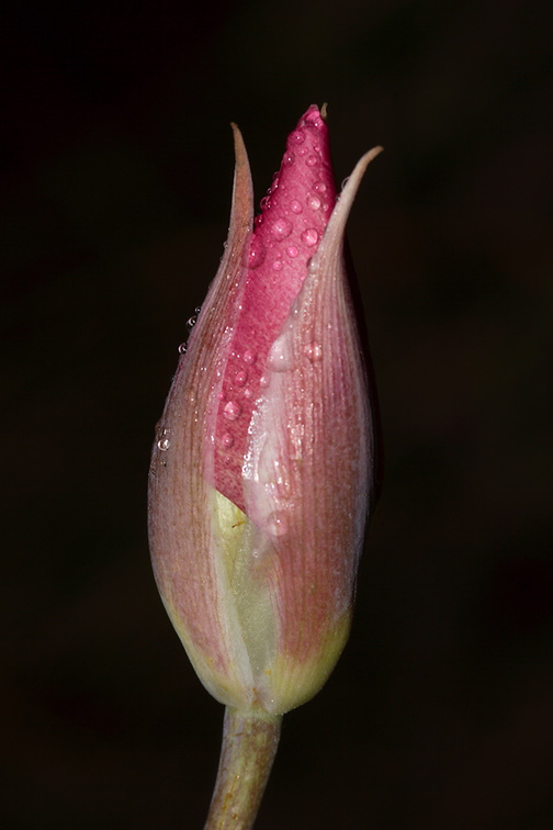 Calochortus-plummerae-pink-mariposa-lily-bud-Pt-Mugu-2010-06-29-IMG 1249