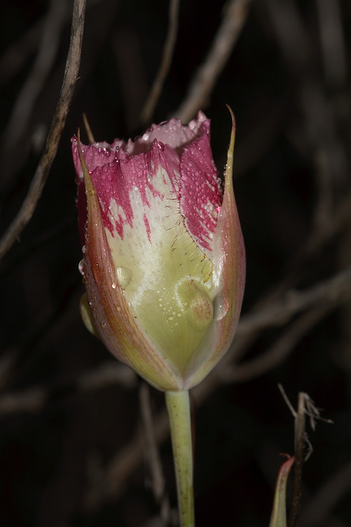 Calochortus-plummerae-pink-mariposa-lily-half-open-Pt-Mugu-2010-06-29-IMG 1286