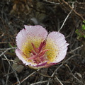 Calochortus-plummerae-pink-mariposa-lily-with-dew-Pt-Mugu-2010-06-29-IMG_6164.jpg