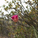 Calochortus-plummerae-pink-mariposa-lily-with-dew-Pt-Mugu-2010-06-29-IMG 6181