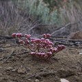 Chorizanthe-staticoides-Turkish-rugging-Serrano-Canyon-Pt-Mugu-2012-06-04-IMG 1947