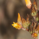 Dudleya-lanceolata-flowering-Chumash-2015-06-15-IMG 0956