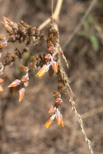 Dudleya-lanceolata-yellow-flowered-form-Ray-Miller-trail-Pt-Mugu-2012-06-26-IMG_5428.jpg