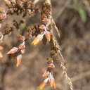 Dudleya-lanceolata-yellow-flowered-form-Ray-Miller-trail-Pt-Mugu-2012-06-26-IMG 5428