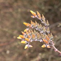 Dudleya-lanceolata-yellow-flowered-form-Ray-Miller-trail-Pt-Mugu-2012-06-26-IMG 5432