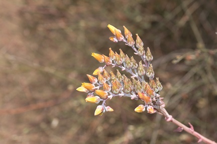 Dudleya-lanceolata-yellow-flowered-form-Ray-Miller-trail-Pt-Mugu-2012-06-26-IMG 5432