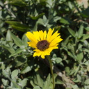 Encelia-californica-bush-sunflower-Chumash-2014-06-16-IMG 4105