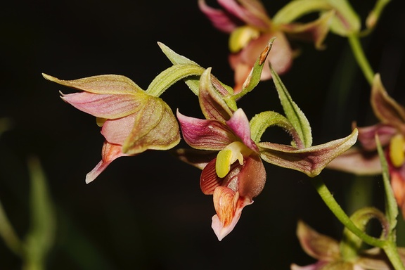 Epipactis-gigantea-stream-orchid-Serrano-Canyon-Pt-Mugu-2012-06-04-IMG 5076