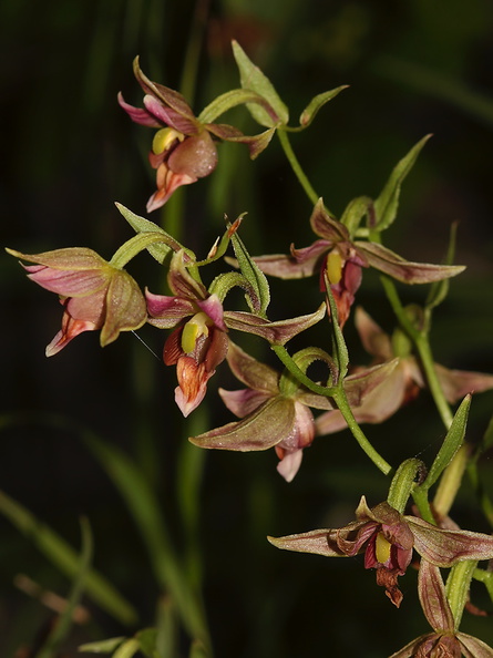 Epipactis-gigantea-stream-orchid-Serrano-Canyon-Pt-Mugu-2012-06-04-IMG_5078.jpg