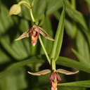 Epipactis-gigantea-stream-orchid-Serrano-Canyon-Pt-Mugu-2012-06-04-IMG 5084