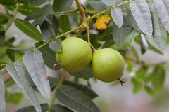 Juglans-californica-walnut-young-fruits-Serrano-Canyon-Pt-Mugu-2012-06-04-IMG 5153