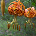 Lilium-humboldtii-Humboldt-lily-Serrano-Canyon-Pt-Mugu-2012-06-04-IMG 1933