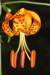 Lilium-humboldtii-Humboldt-lily-Serrano-Canyon-Pt-Mugu-2012-06-04-IMG 5121
