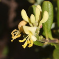 Lonicera-subspicata-southern-honeysuckle-Serrano-Canyon-Pt-Mugu-2012-06-04-IMG 5134