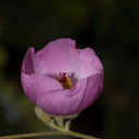 Malacothamnus-fasciculatus-bush-mallow-flower-Pt-Mugu-2010-06-04-IMG 1102
