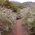 Malacothamnus fasciculatus trail landscape-2003-06-10