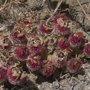 Mesembryanthemum-crystallinum-crystalline-ice-plant-roadside-Pt-Mugu-2012-06-12-IMG 2053