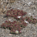 Mesembryanthemum-crystallinum-crystalline-ice-plant-roadside-Pt-Mugu-2012-06-12-IMG 2059