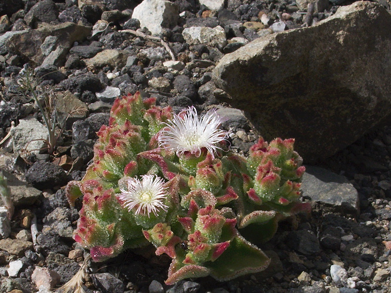 Mesembryanthemum-crystallinum-crystalline-ice-plant-roadside-Pt-Mugu-2012-06-12-IMG_2060.jpg