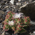 Mesembryanthemum-crystallinum-crystalline-ice-plant-roadside-Pt-Mugu-2012-06-12-IMG 2060