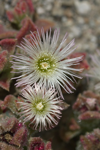 Mesembryanthemum-crystallinum-crystalline-ice-plant-roadside-Pt-Mugu-2012-06-12-IMG 5361