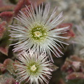 Mesembryanthemum-crystallinum-crystalline-ice-plant-roadside-Pt-Mugu-2012-06-12-IMG 5361
