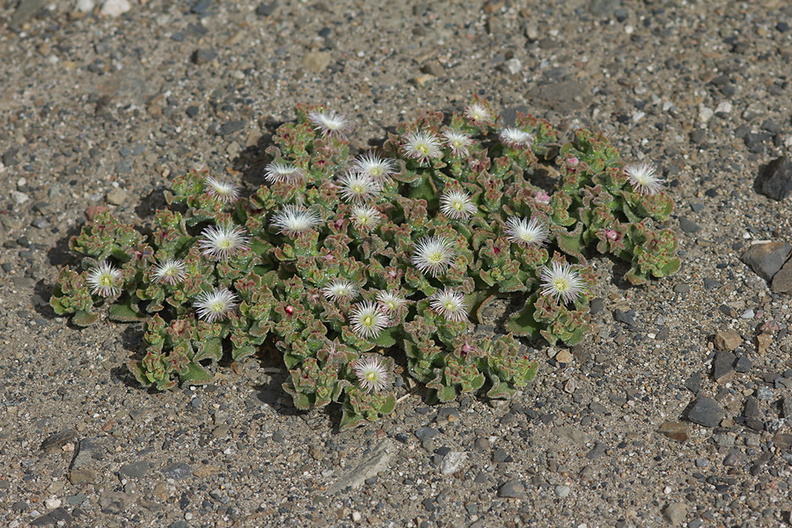 Mesembryanthemum-crystallinum-crystalline-ice-plant-roadside-Pt-Mugu-2012-06-12-IMG_5365.jpg