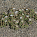 Mesembryanthemum-crystallinum-crystalline-ice-plant-roadside-Pt-Mugu-2012-06-12-IMG 5365