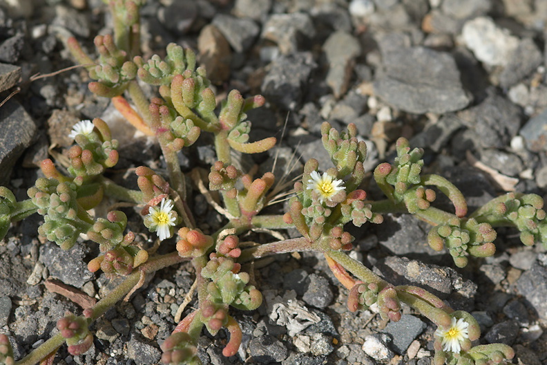Mesembryanthemum-nodiflorum-slenderleaf-ice-plant-roadside-Pt-Mugu-2012-06-12-IMG_5368.jpg